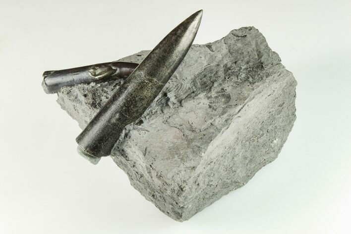 Two, Jurassic Belemnite (Passaloteuthis) Fossils - Germany #199264